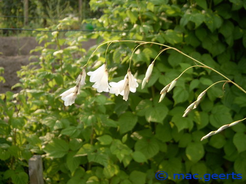 Dierama pendulum